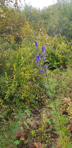 Aconitum turczaninowii (Aconitum turczaninowii)