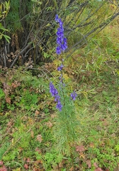 Aconitum turczaninowii (Aconitum turczaninowii)