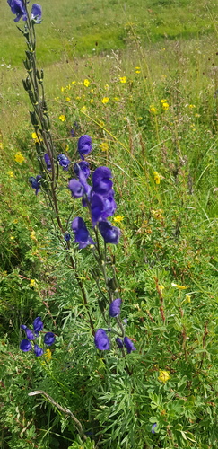 Aconitum turczaninowii (Aconitum turczaninowii)