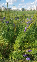 Aconitum turczaninowii (Aconitum turczaninowii)