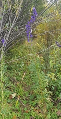 Aconitum turczaninowii (Aconitum turczaninowii)