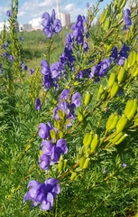 Aconitum turczaninowii (Aconitum turczaninowii)