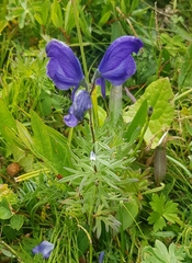 Aconitum turczaninowii (Aconitum turczaninowii)