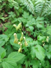 Aconitum umbrosum (Aconitum umbrosum)