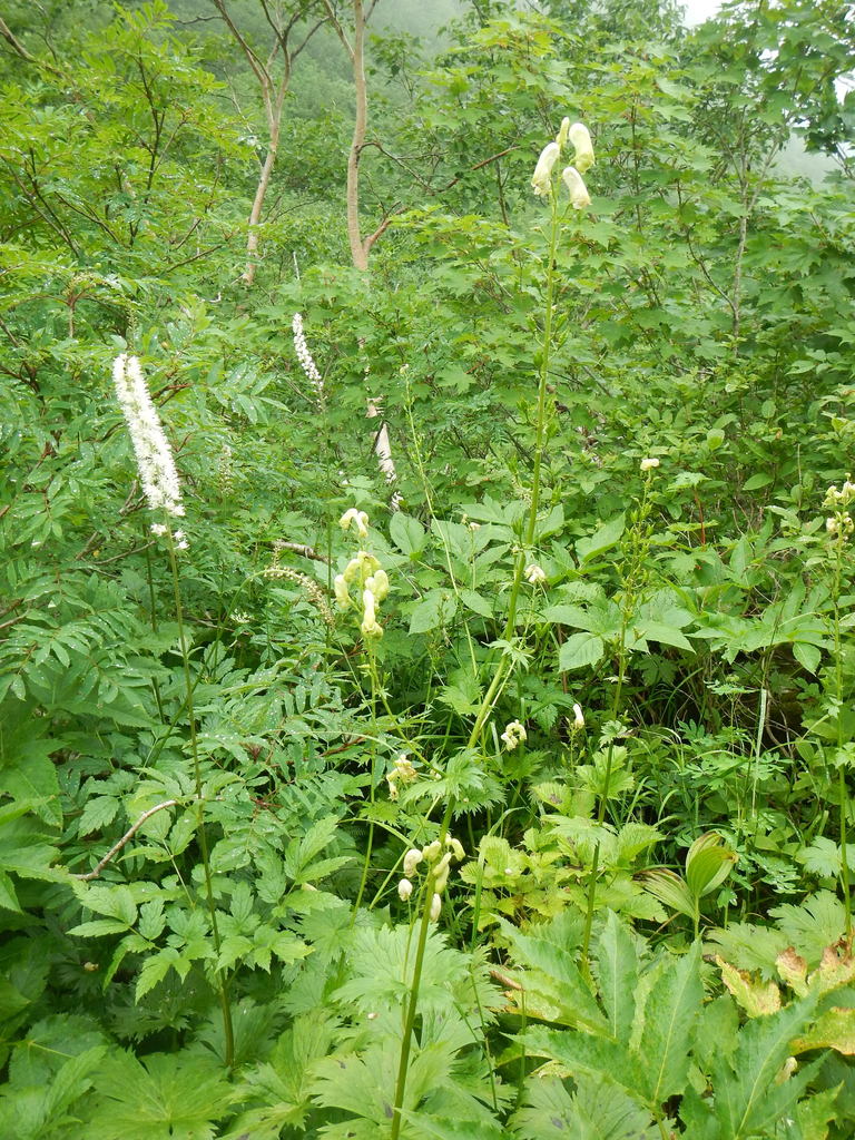 Aconitum umbrosum (Aconitum umbrosum)