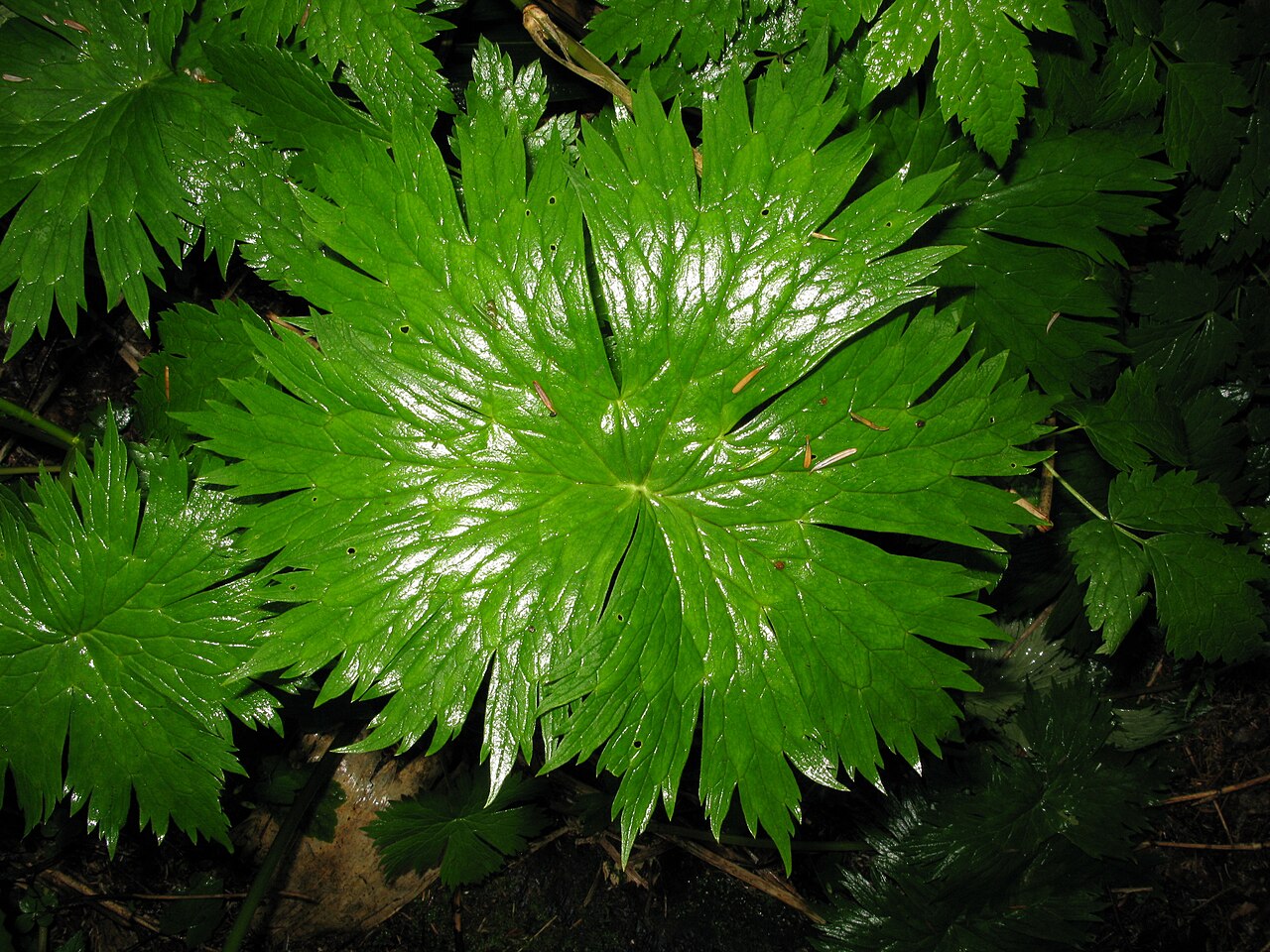 Aconitum umbrosum: Aconitum umbrosum , Oze, Fukushima pref., Japan