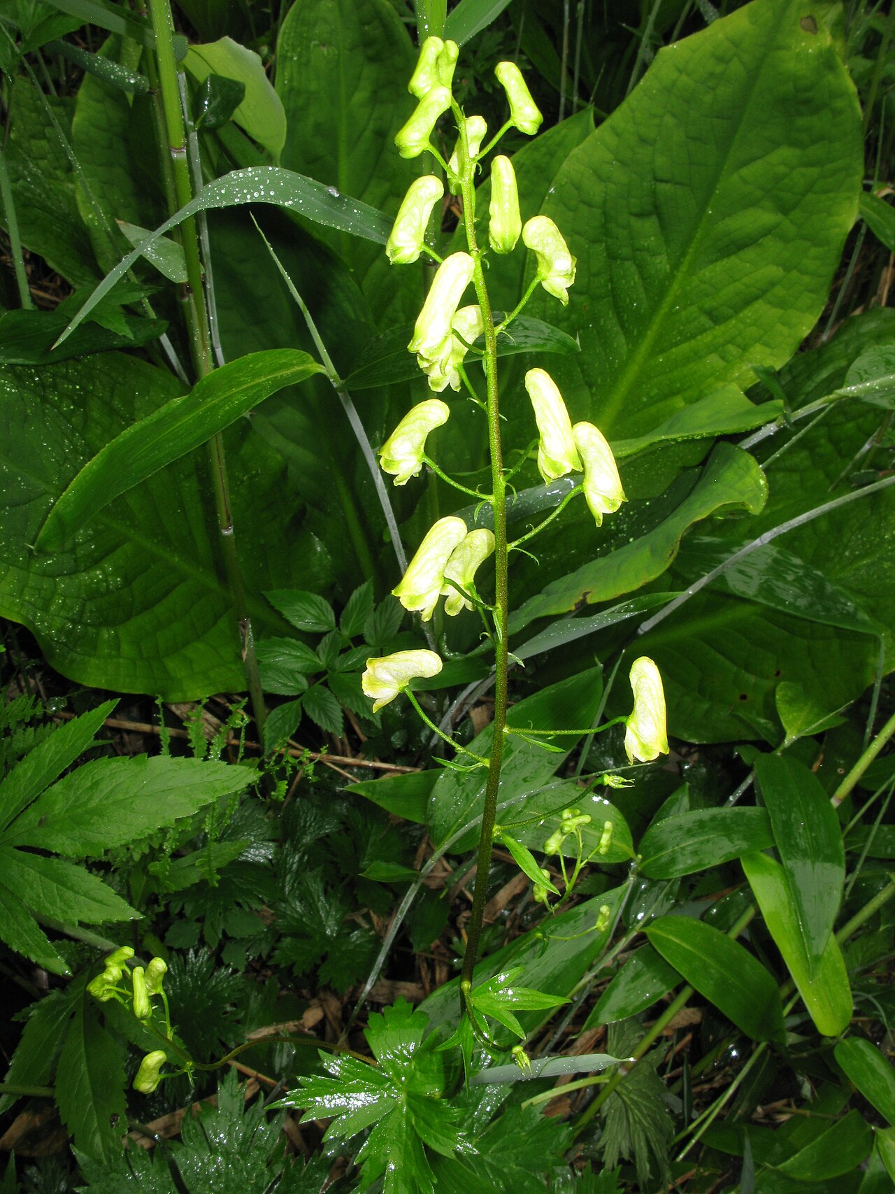 Aconitum umbrosum: Aconitum umbrosum , Oze, Fukushima pref., Japan