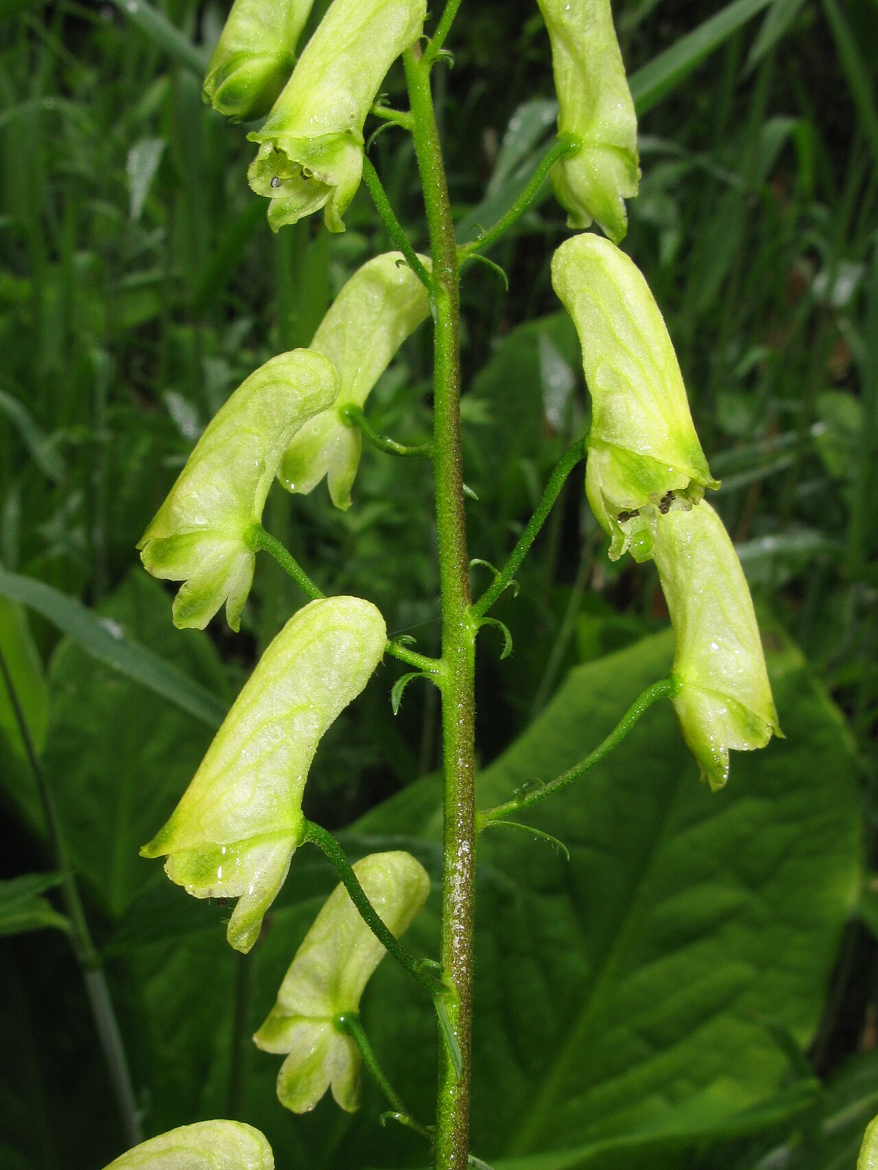 Aconitum umbrosum: Aconitum umbrosum , Oze, Fukushima pref., Japan
