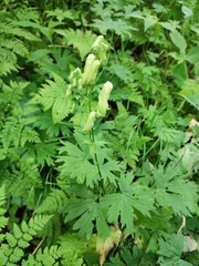 Aconitum umbrosum (Aconitum umbrosum)