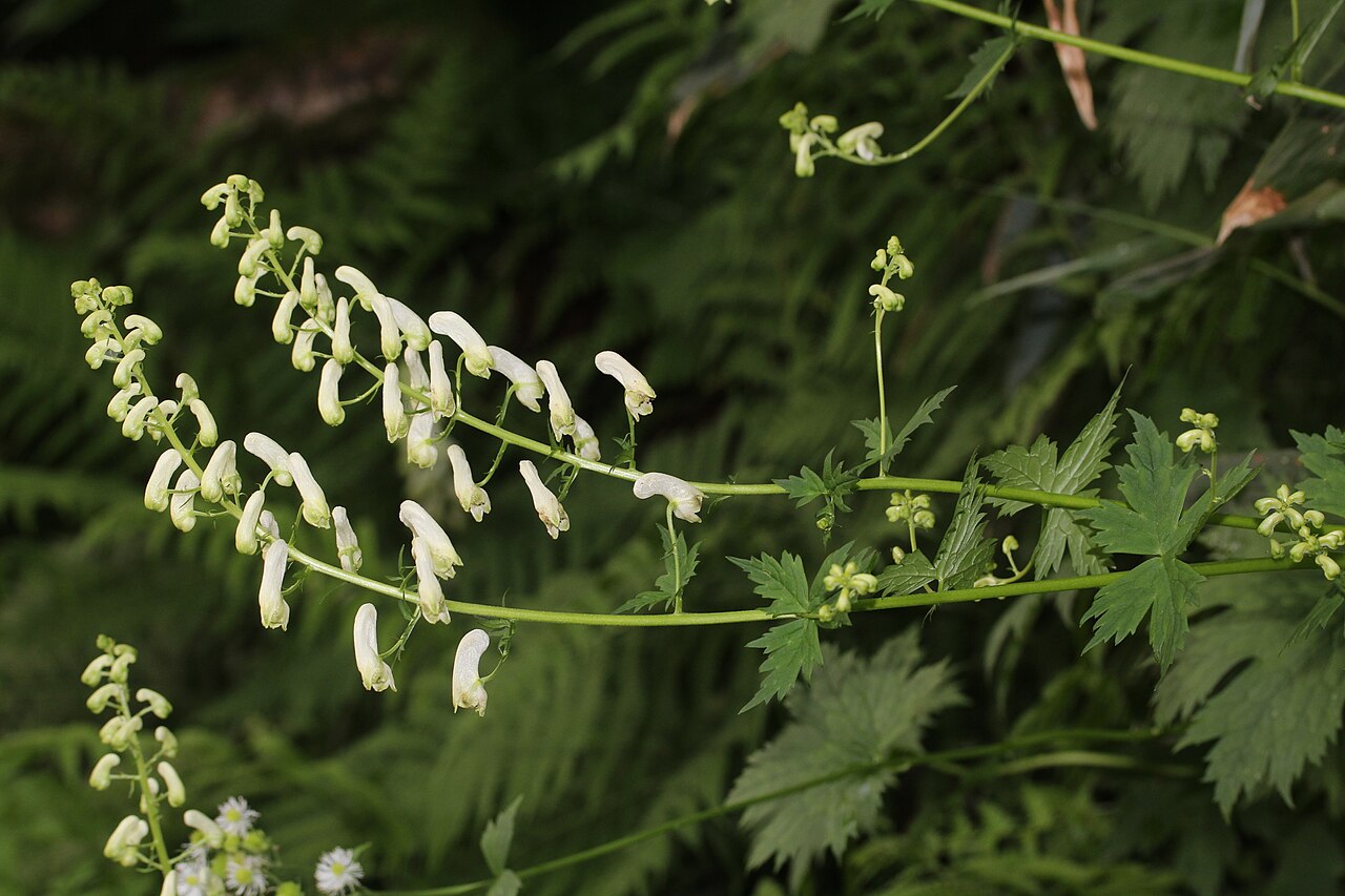 Aconitum umbrosum: Aconitum umbrosum in Mount Haku , Gifu prefecture, Japan.
