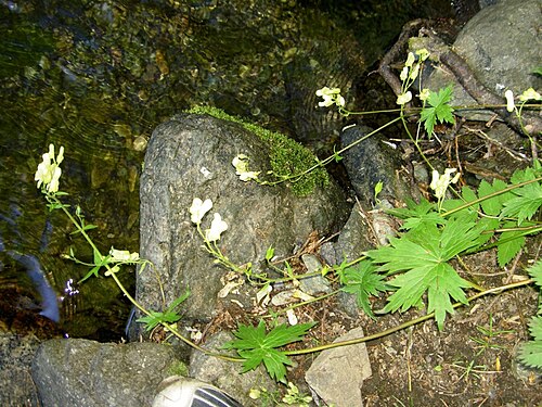 Aconitum umbrosum: Борец Теневой Aconitum umbrosum, о. Сахалин, памятник природы "Останец "Лягушка"