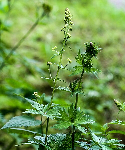 Wolfsbane: Alpengarten Villacher Alpe : Echt-Eisenhut