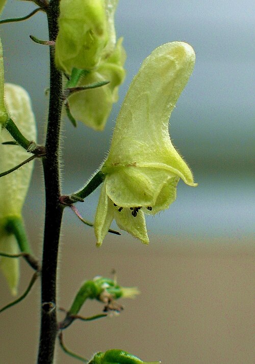 Wolfsbane: Aconitum lycoctonum