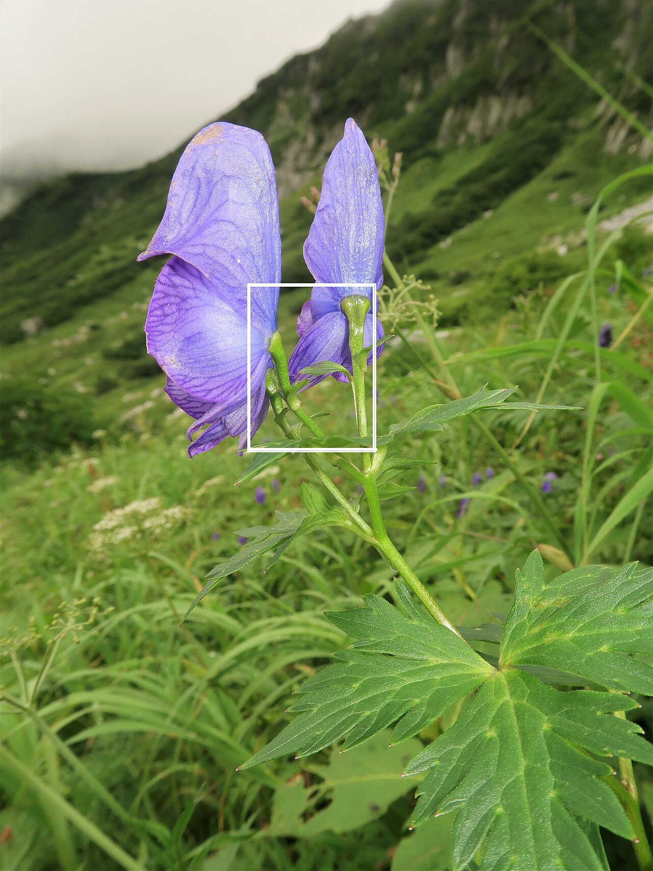 Aconitum zigzag: Aconitum zigzag subsp. zigzag , Mount Kiso-Komagatake, Nagano pref., Japan
