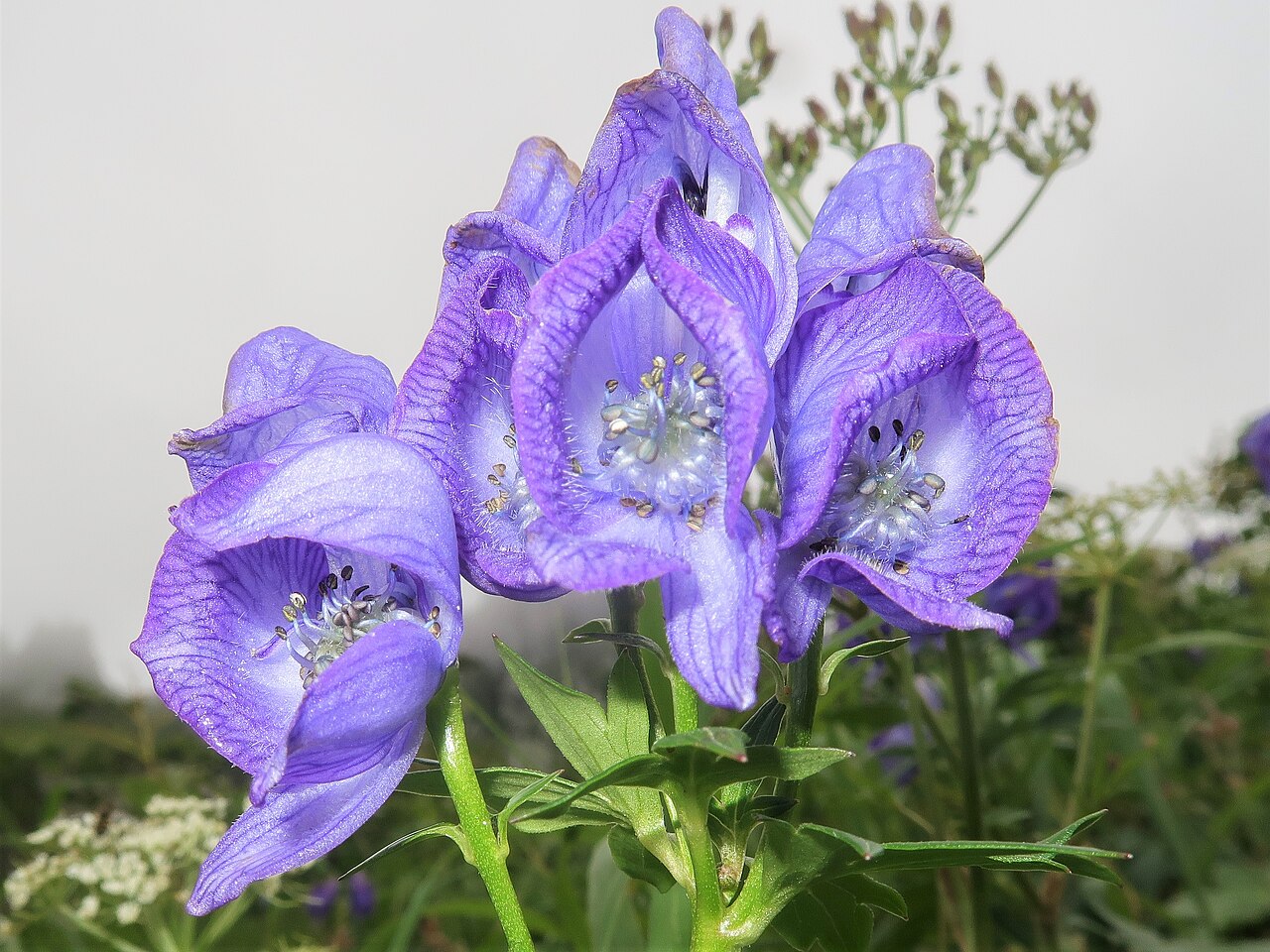 Aconitum zigzag: Aconitum zigzag subsp. zigzag , Mount Kiso-Komagatake, Nagano pref., Japan