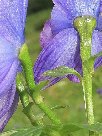 Aconitum zigzag: Aconitum zigzag subsp. zigzag , Mount Kiso-Komagatake, Nagano pref., Japan