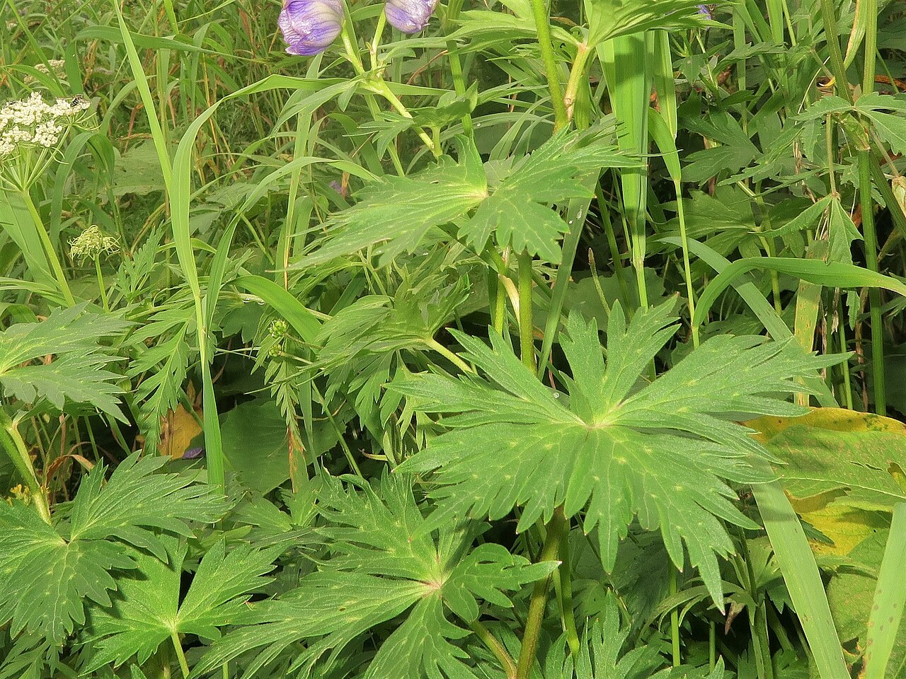 Aconitum zigzag: Aconitum zigzag subsp. zigzag , Mount Kiso-Komagatake, Nagano pref., Japan