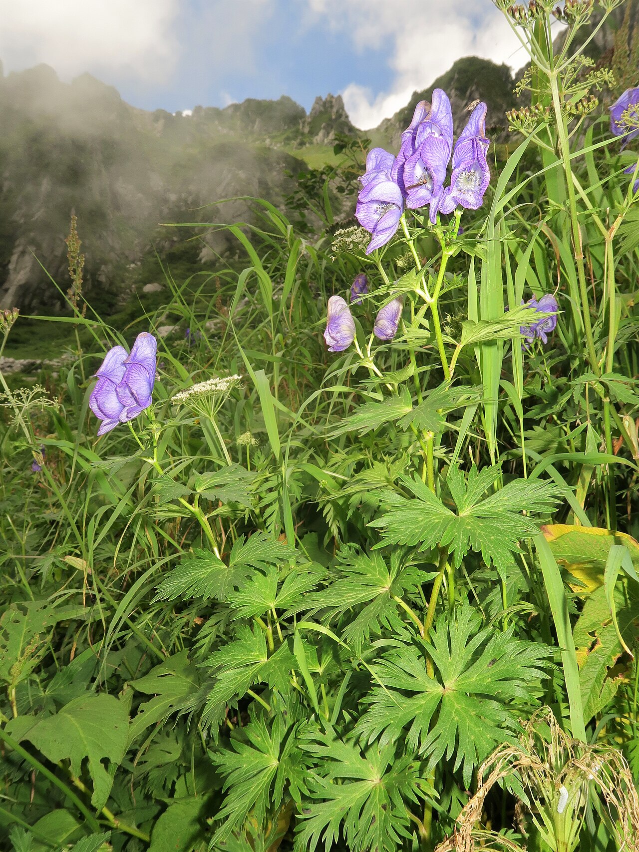 Aconitum zigzag: Aconitum zigzag subsp. zigzag , Mount Kiso-Komagatake, Nagano pref., Japan