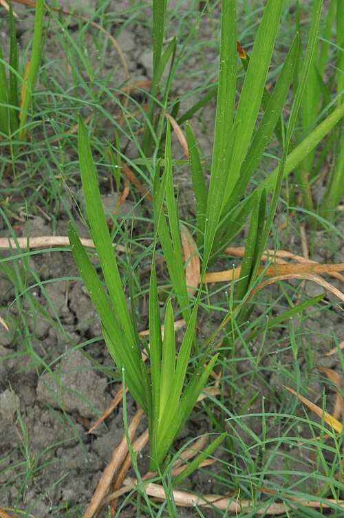 Calamus: Acorus calamus (বচ) is found in Bana Bitan, Kolkata, West Bengal,India.