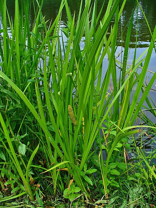 Calamus: Sweet Flag, Calamus, habitus; Karlsruhe, Germany. The dried and peeled rhizome is used in homeopathy as remedy: Calamus aromaticus