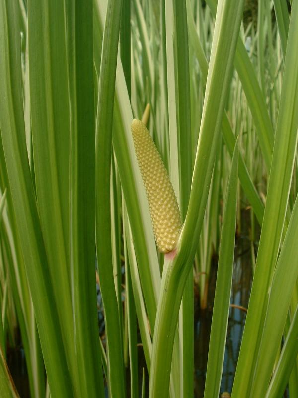 Calamus: Acorus calamus