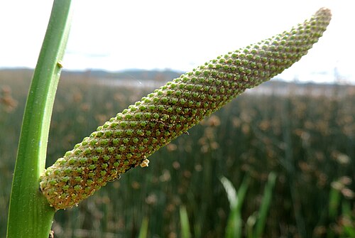 Calamus: Inflorescence of Acorus calamus. Zarnowieckie Lake in N Poland