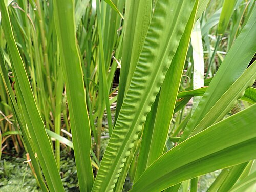 Calamus: Acorus calamus. Leaves. Swinoujscie