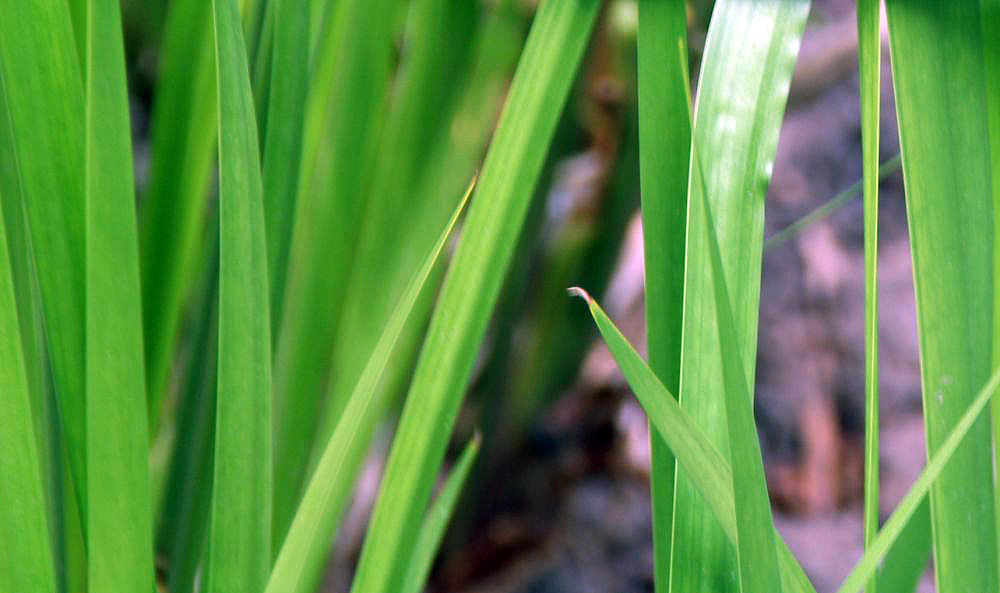 Calamus: Location taken: Brookside Gardens, Maryland. Names: Acorus calamus L., acore, acore aromatique, Acore Calame, Acore Odorant, acore roseau, Acore Vrai, Açoro, ac