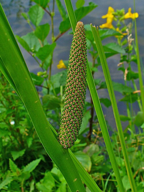 Calamus: Sweet Flag, Calamus, inflorescence; Karlsruhe, Germany. The dried and peeled rhizome is used in homeopathy as remedy: Calamus aromaticus