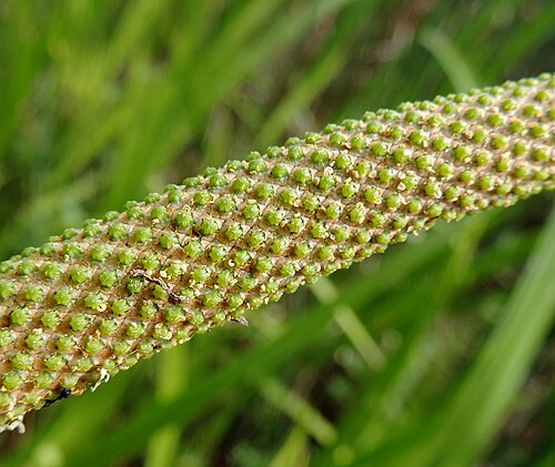 Calamus: Inflorescence of Acorus calamus. Zarnowieckie Lake in N Poland