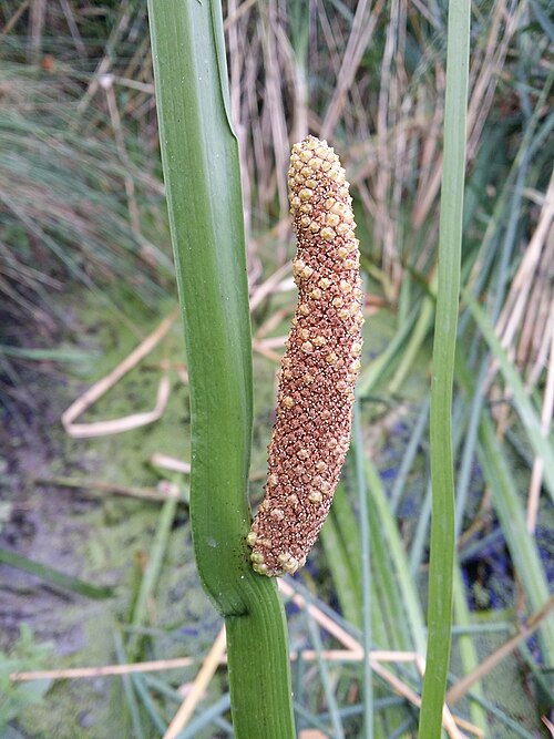 Calamus: Infructescence Taxonym: Acorus calamus ss Fischer et al. EfÖLS 2008 ISBN 978-3-85474-187-9 Location: Teich S Gaubitsch, district Mistelbach, Lower Austria - ca.