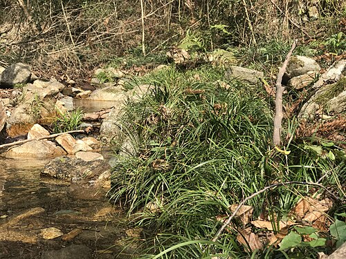 Calamus: 201912 Acorus Calamus alongside Jinlan Ancient Trail