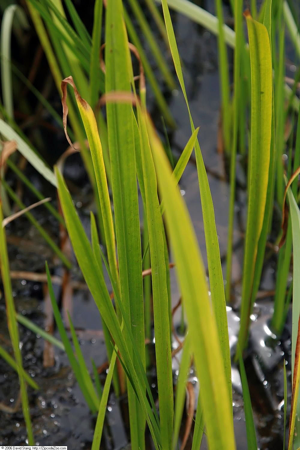 Calamus: Location taken: Lilypons Water Gardens, Adamstown Maryland, USA. Names: Acorus calamus L., acore, acore aromatique, Acore Calame, Acore Odorant, acore roseau, A