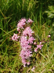 Acourtia cordata (Acourtia cordata)