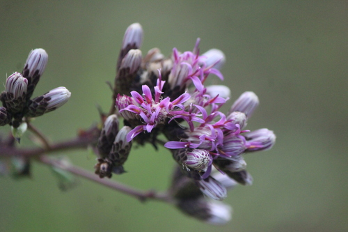 Acourtia hidalgoana (Acourtia hidalgoana)