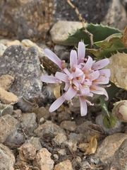 Dwarf desertpeony (Acourtia nana)