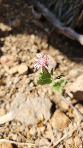 Dwarf desertpeony (Acourtia nana)