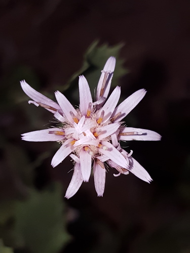 Dwarf desertpeony (Acourtia nana)