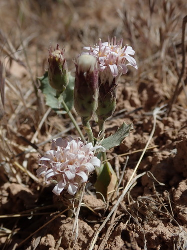 Dwarf desertpeony (Acourtia nana)