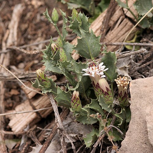Dwarf desertpeony: Acourtia nana , Zuni Canyon, just inside Cibola National Forest about 6 miles west of Grants, 35.149 -107.945, Cibola Canyon, New Mexico 27 May 2005.
