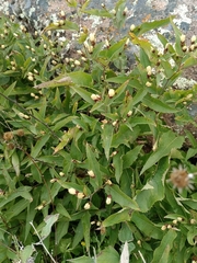 Acourtia palmeri (Acourtia palmeri)