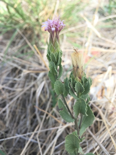 Acourtia parryi (Acourtia parryi)