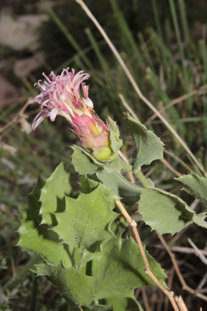 Acourtia parryi (Acourtia parryi)
