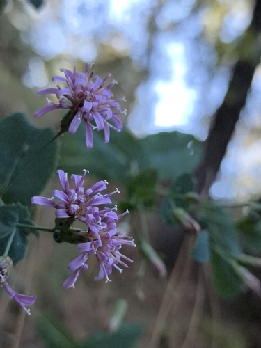 Acourtia patens (Acourtia patens)