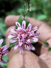 Acourtia patens (Acourtia patens)