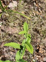 Acourtia patens (Acourtia patens)