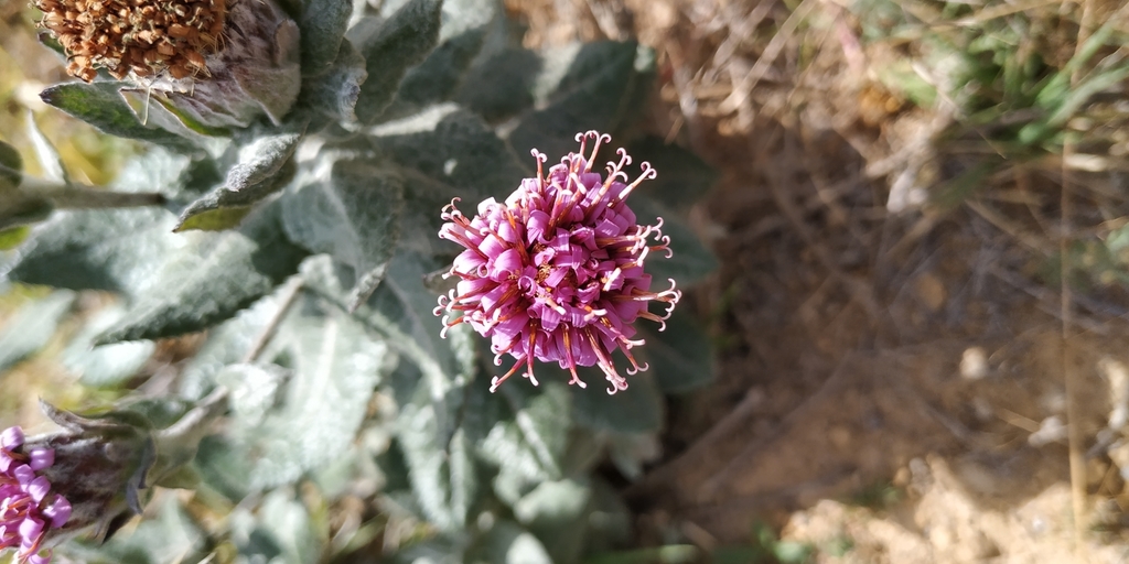 Acourtia tomentosa (Acourtia tomentosa)