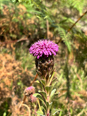 Acourtia wislizeni (Acourtia wislizeni)