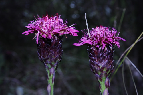 Acourtia wislizeni (Acourtia wislizeni)