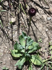Acourtia wislizeni (Acourtia wislizeni)